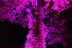 NI19_Lichtmomente-036